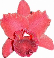 Muda de orquídea jovem Ocosset